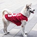 Chaleco transpirable para perros